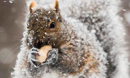 Frozen Nut