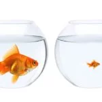 “Equality” has become a paranoia